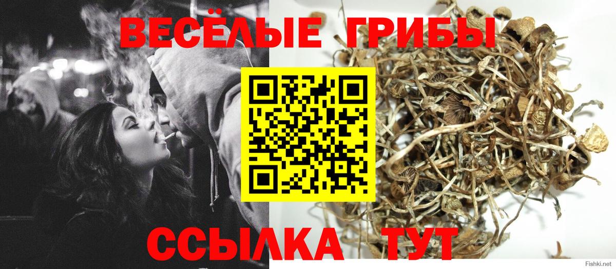 Гусиноозёрск  Галлюциногенные грибы Psilocybine cubensis  Вход с VPN 